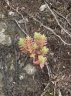 Crassula sieberiana subsp sieberiana-2.jpg